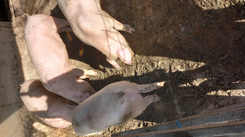 Porc  crescut la țară