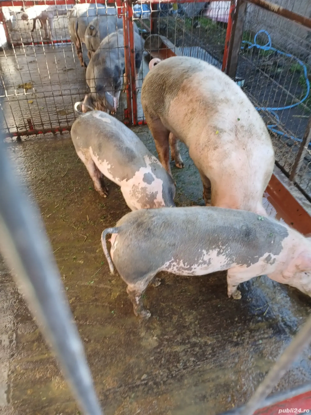 Porc 130-140 kg 17 lei kg in viu