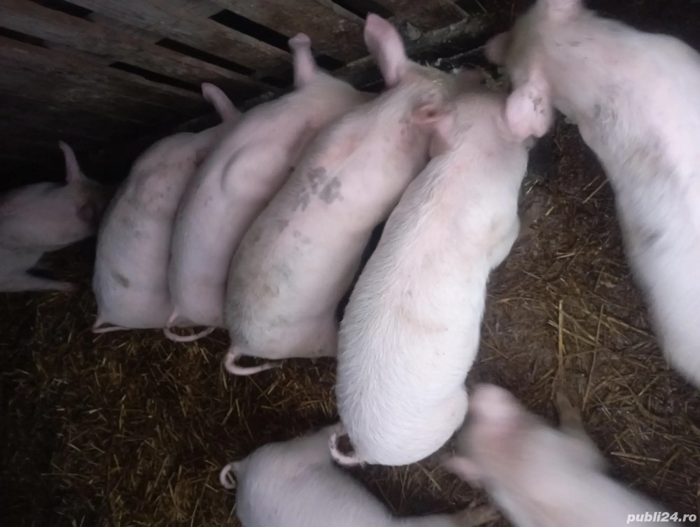 purcei de vinzare 30 35 kg 500 lei bucata negociabil 