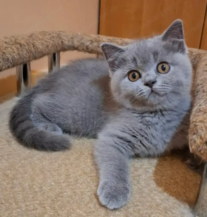 British   scottish blue 