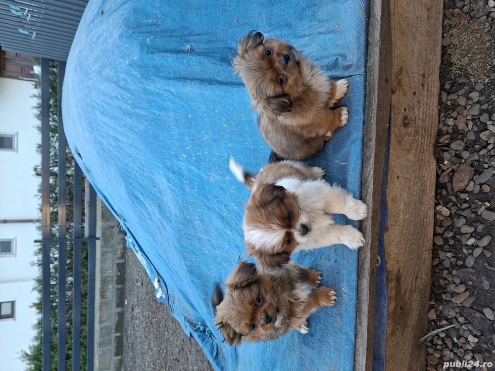 Pechinezi 10 săptămâni