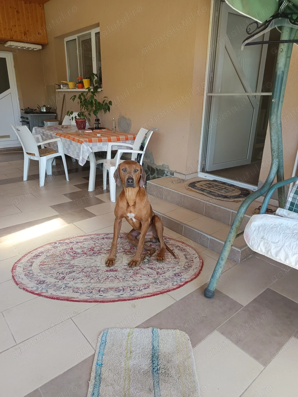 Donez  câine Talie mare 