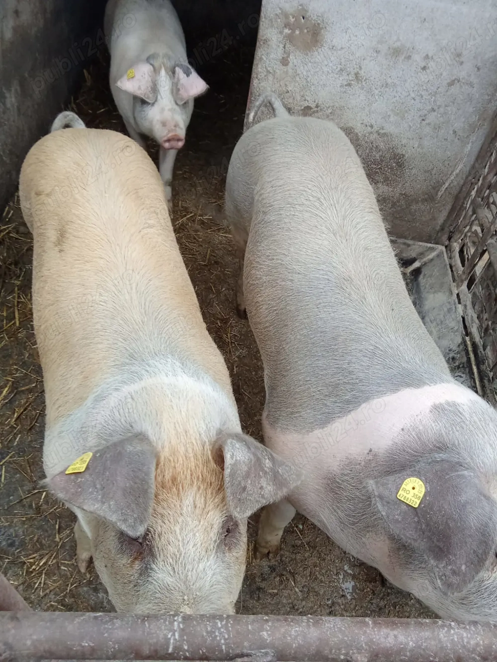 Vand porci de  carne