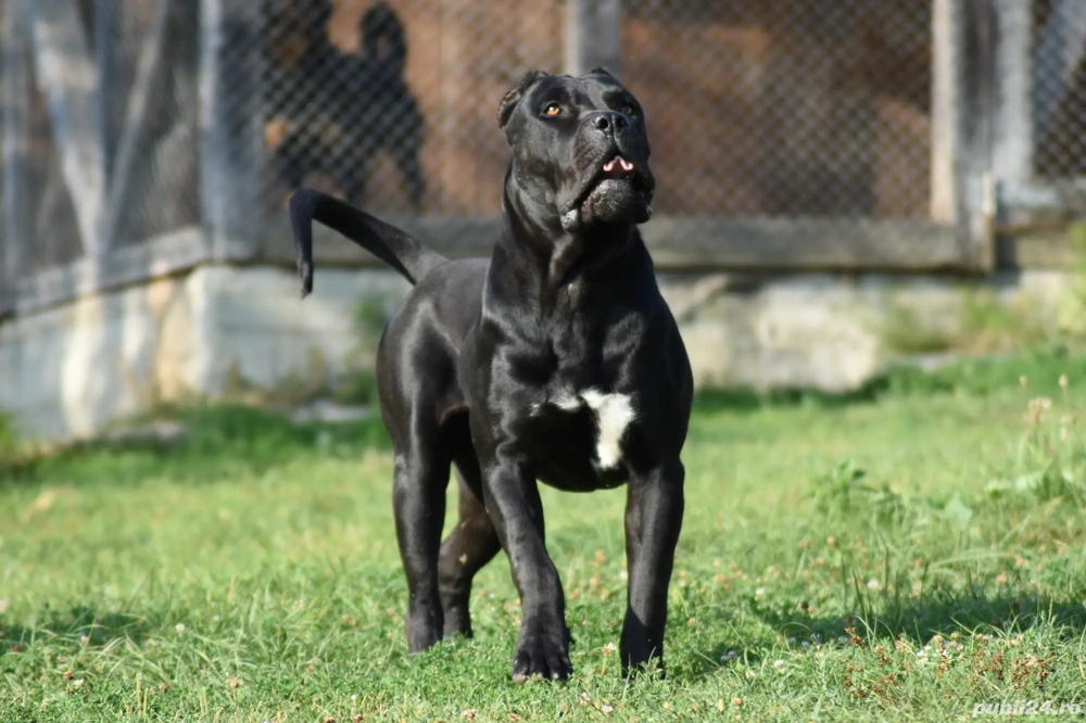 Presa canario 