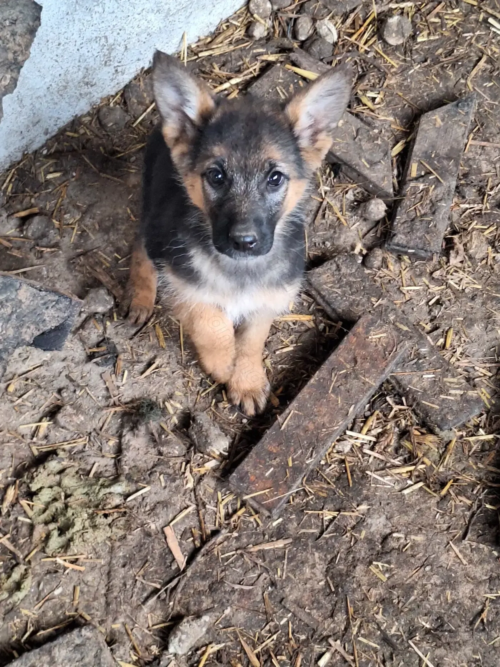 Căței de rasă Ciobănesc German