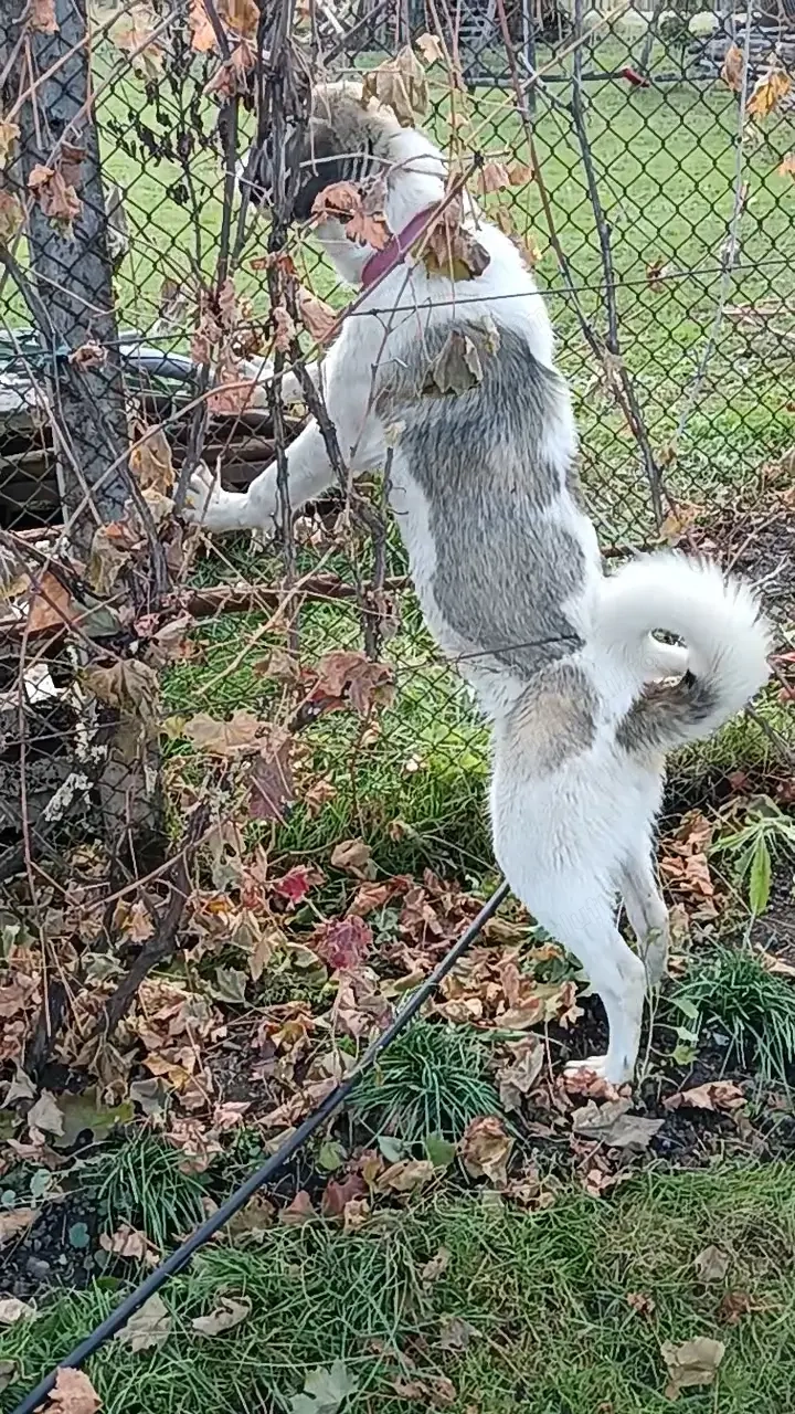 Cățelușă  de Ciobanesc 