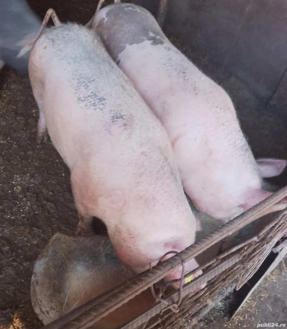 porci de vânzare 