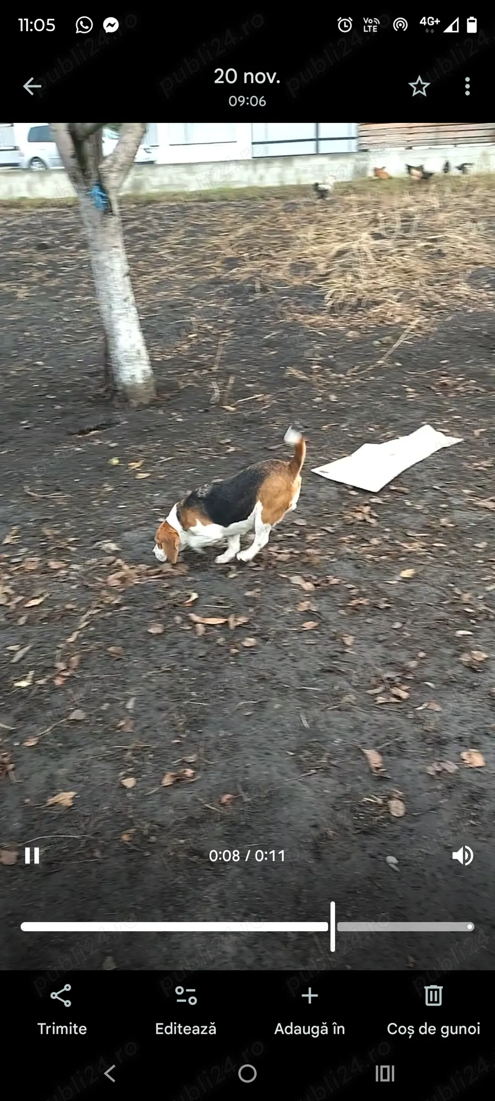 De vânzare cățelușă beagle 