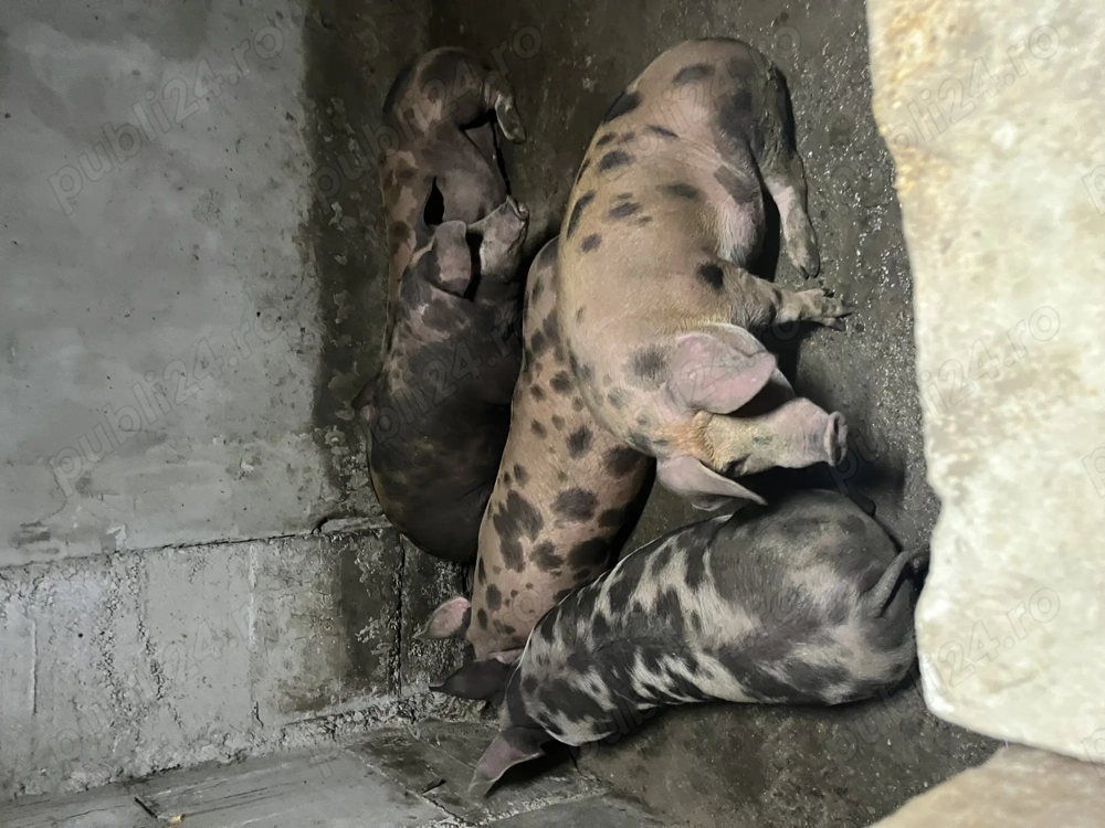 Vând porci bio crescuți în propria gospodărie ei cântăresc în jur de 120 150 kg preț 17 lei 