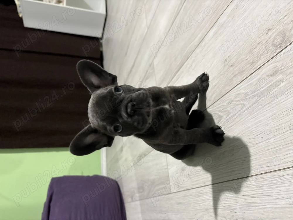 Vând pui de buldog francez