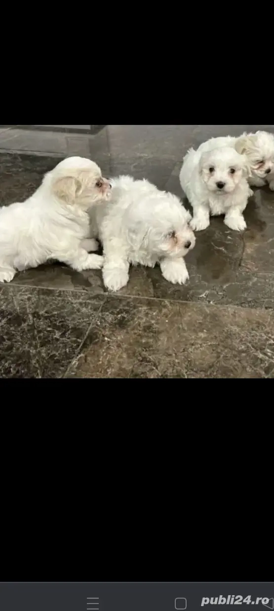 Pui bichoni maltezi 3 luni