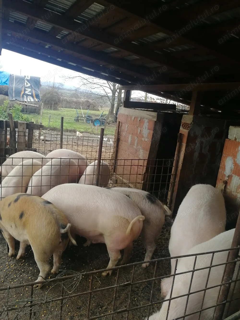 Vând porci în carcasa sau viu