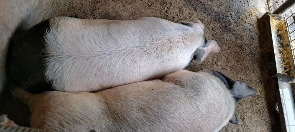 Porci Bazna pentru craciun  grasuti si frumosi.. 