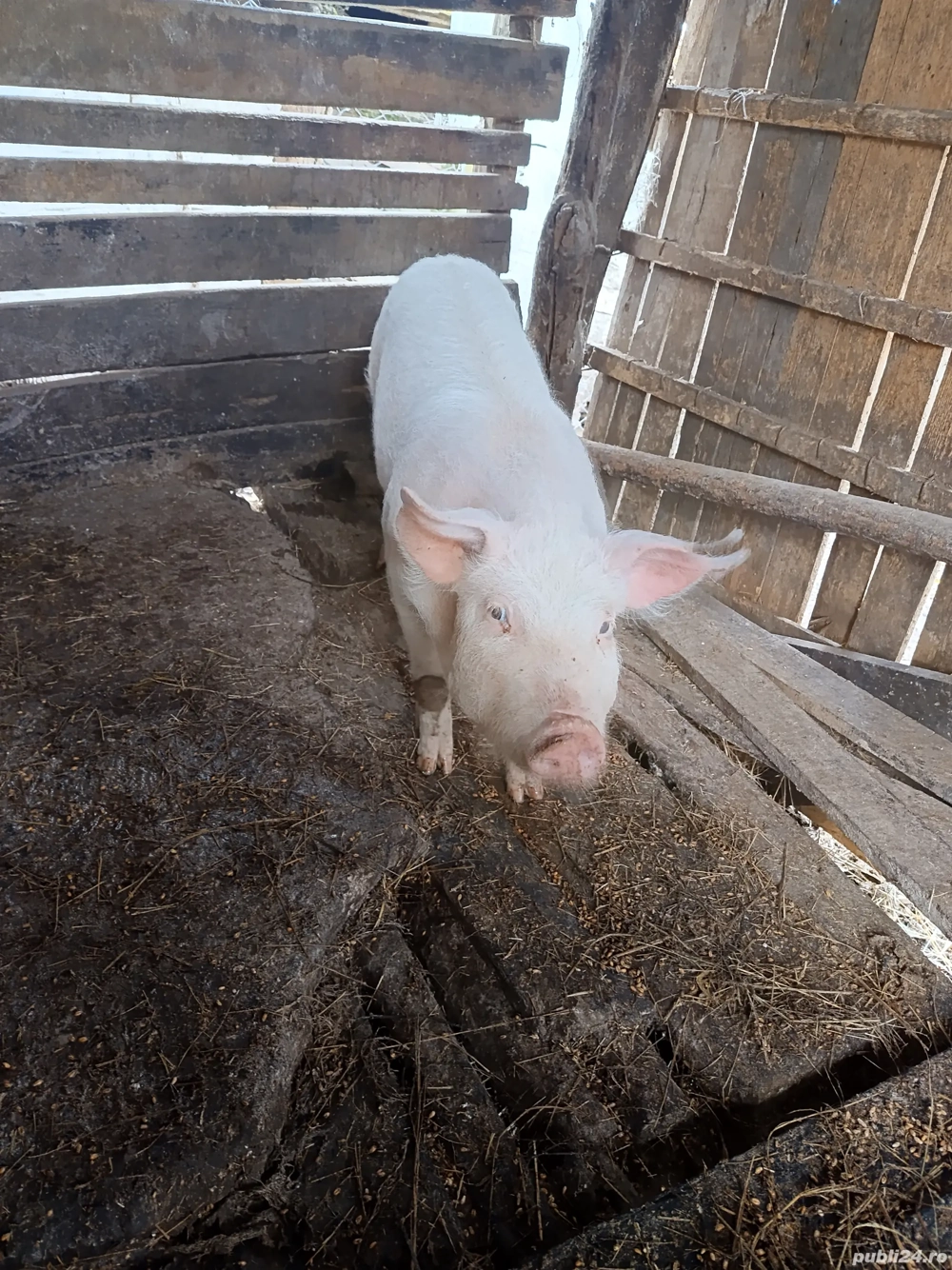 purcica de vanzare 