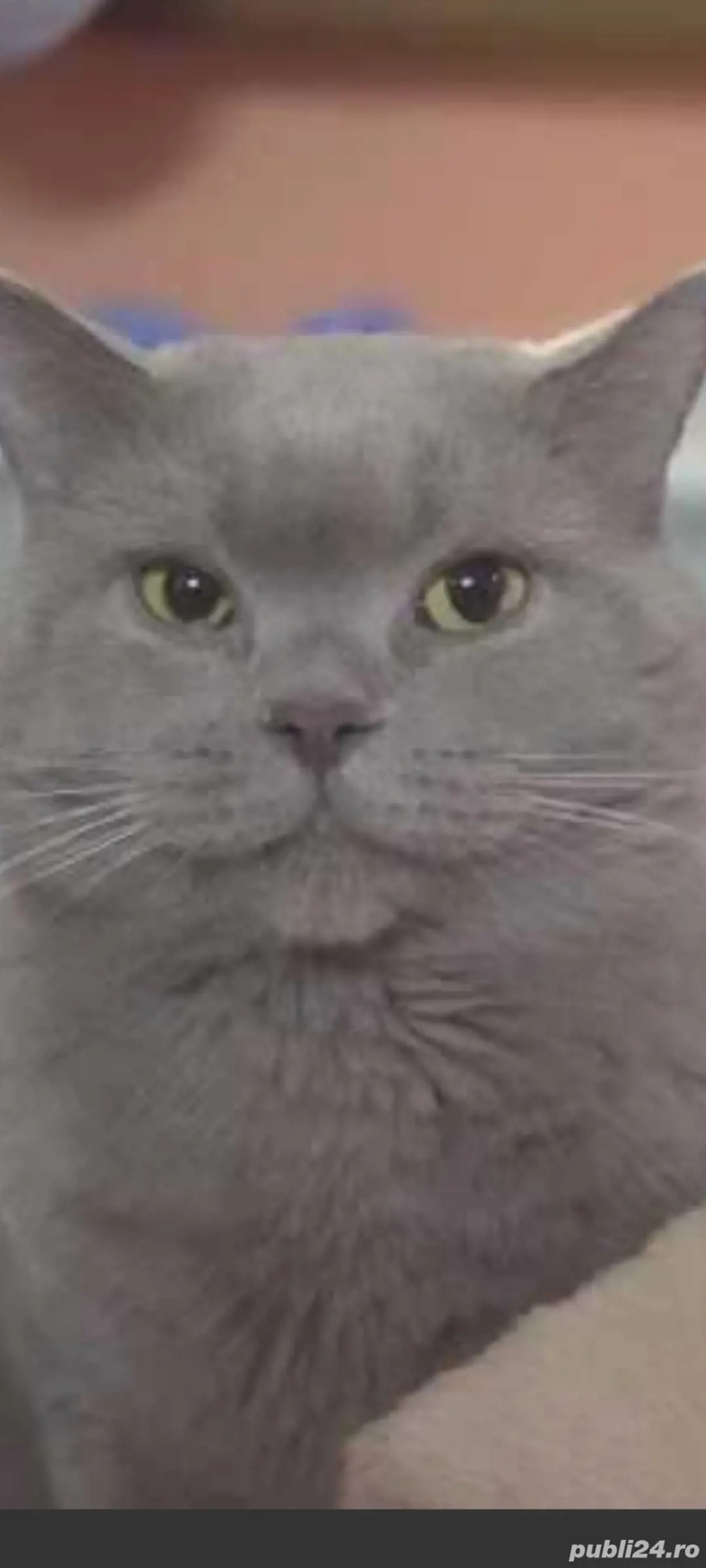 motan de vînzare în galati 250 euro pret negociabil e foarte jucaus