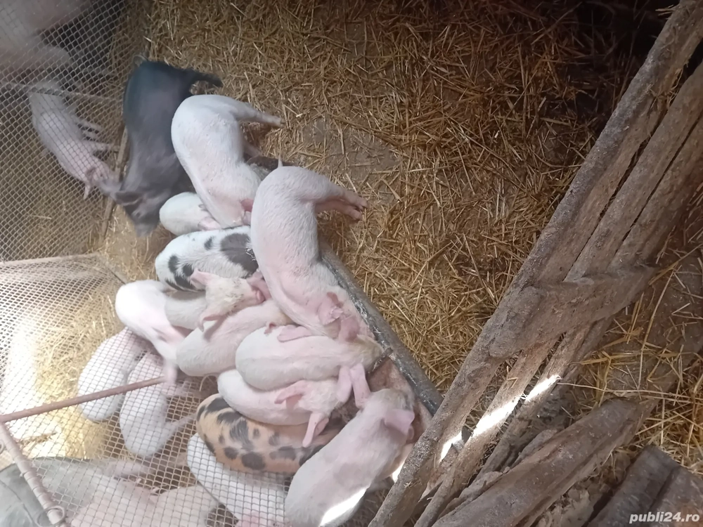 vând purcei de 7-8 săptămâni 