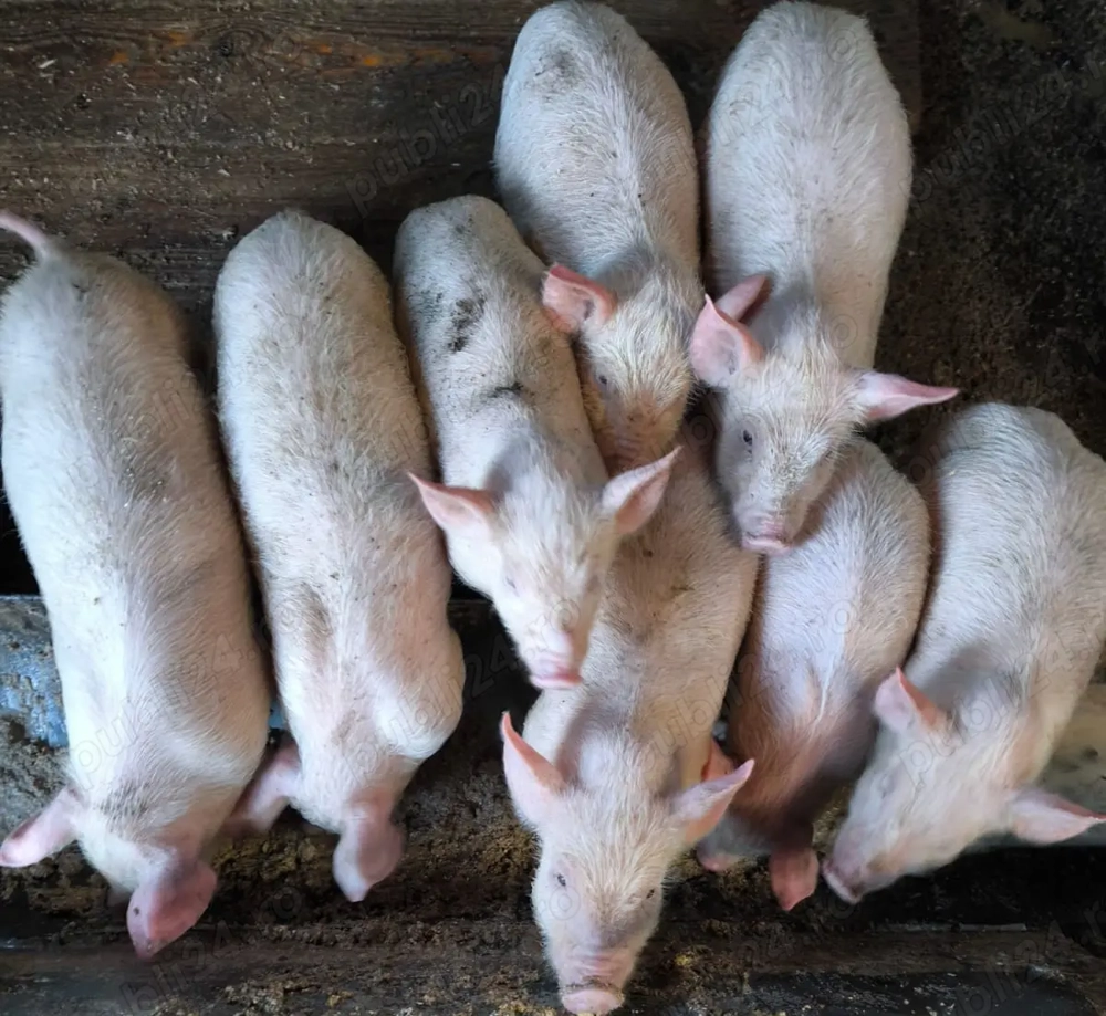 Porci Marele Alb, 2 luni