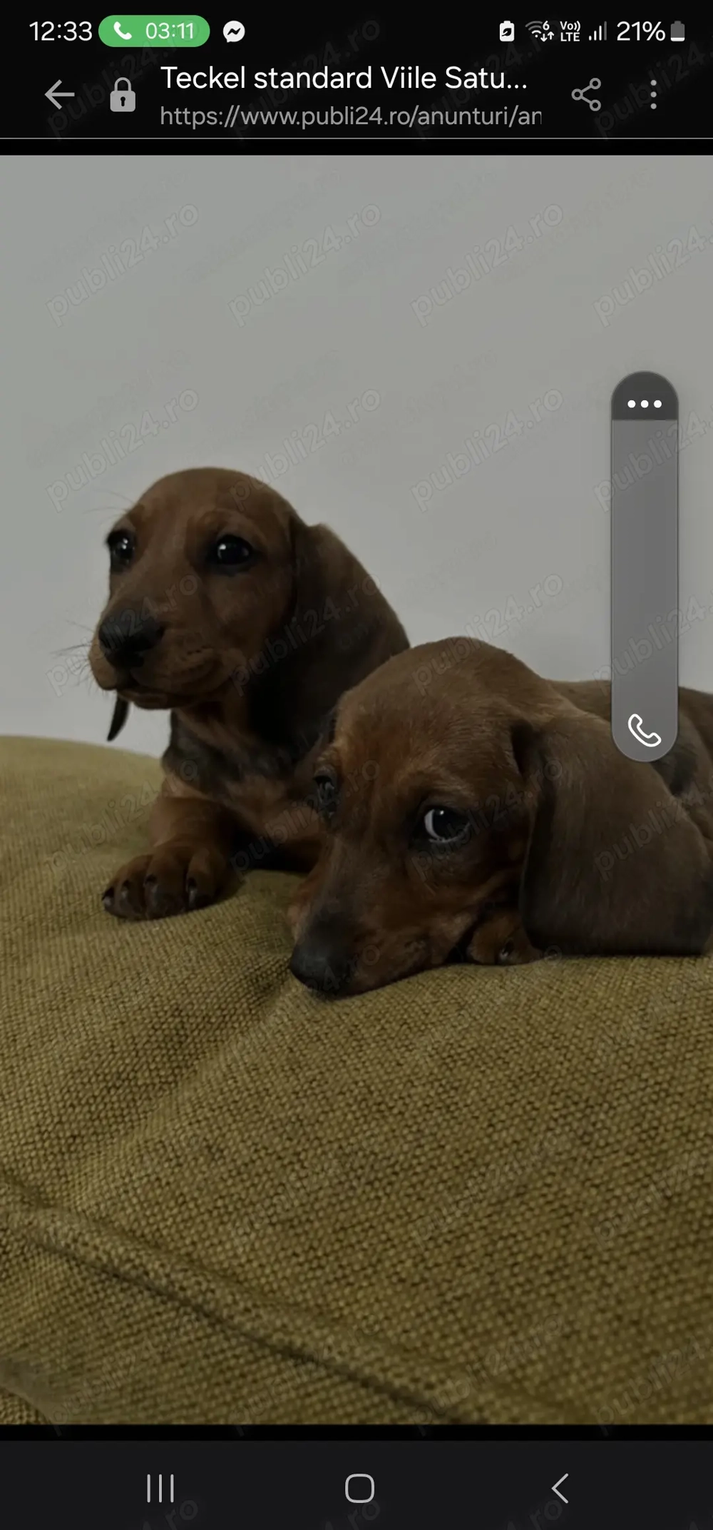 Teckel standard (2 femele)