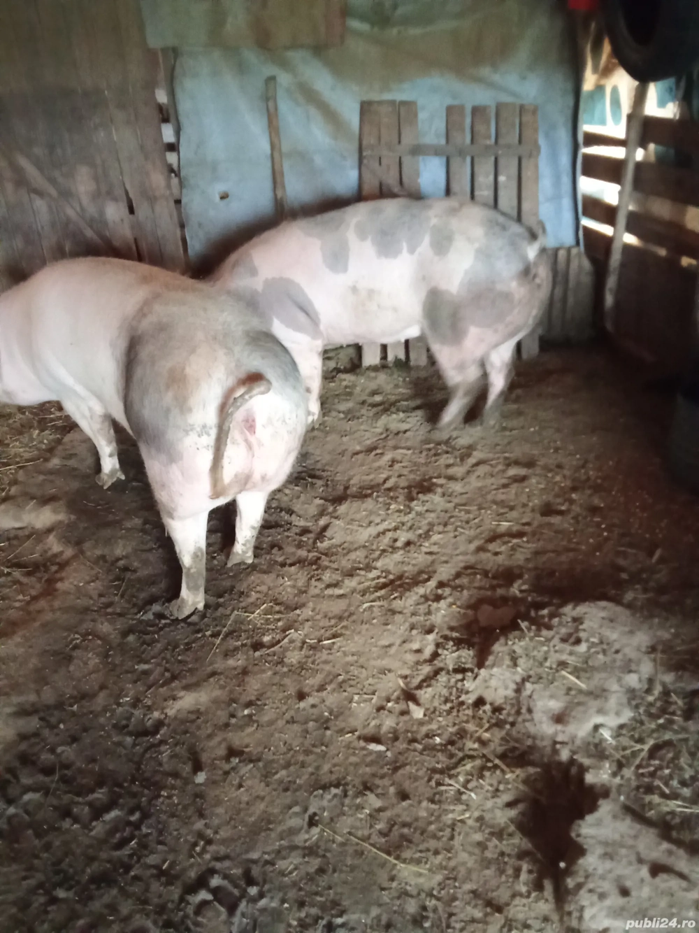 porci pentru Crăciun 