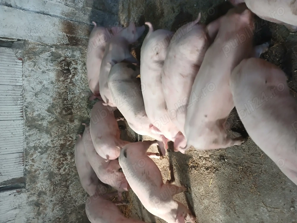 Purcei rasa de carne 35 40 kg