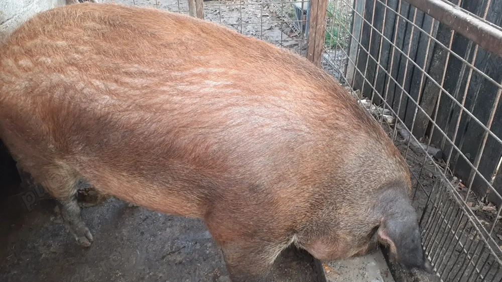 Porc duroc pentru tăiat. 