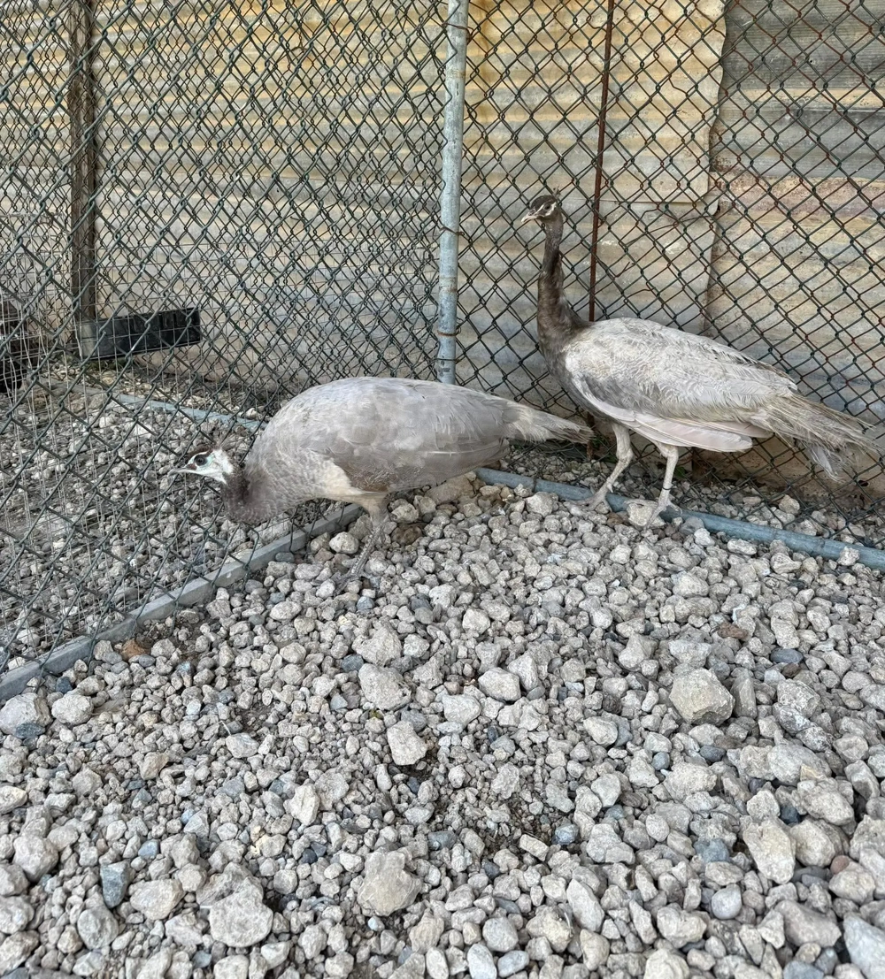 Păuni tineri maturi femele masculi 