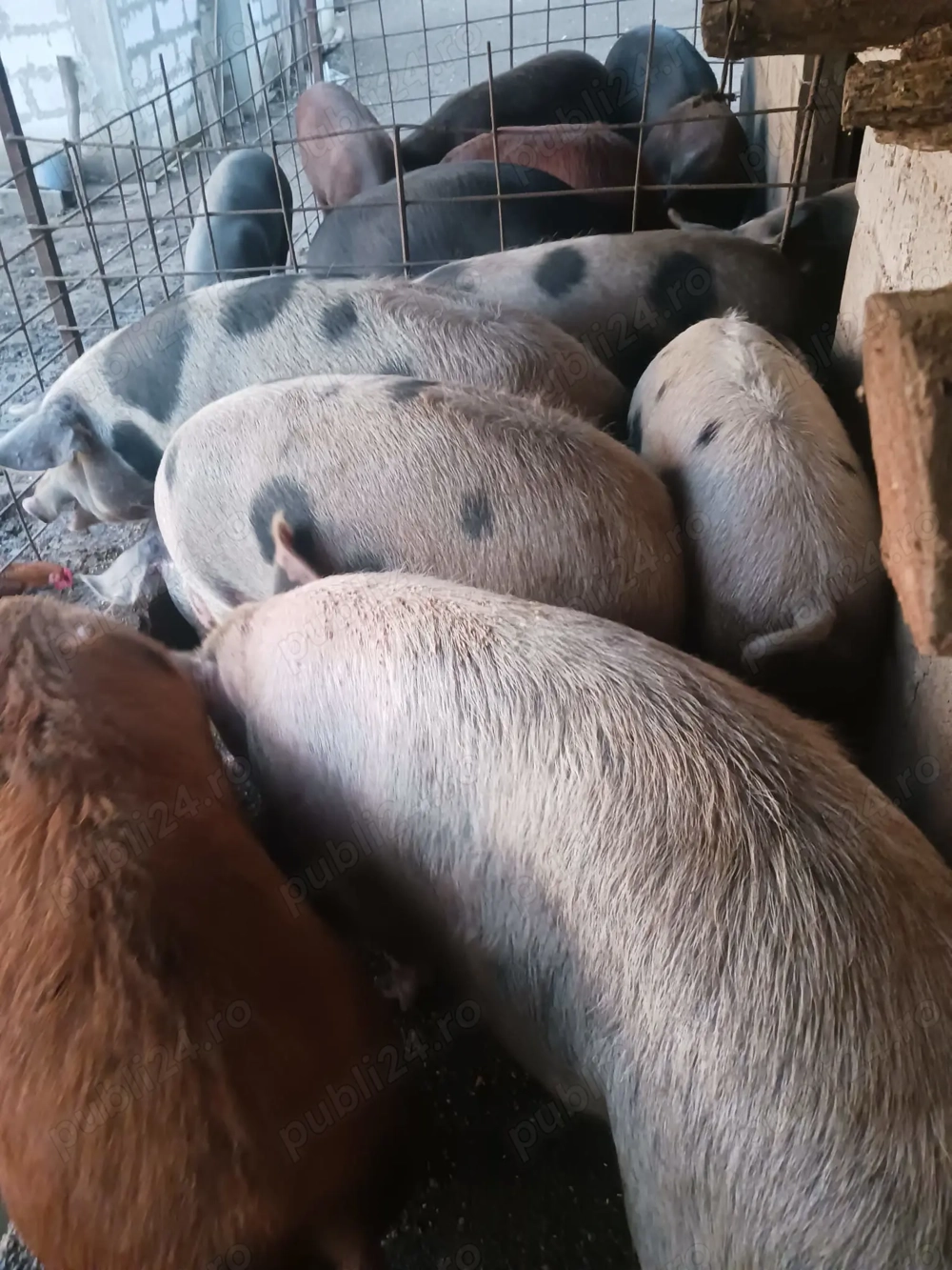 Porci de vânzare crescuți bio 