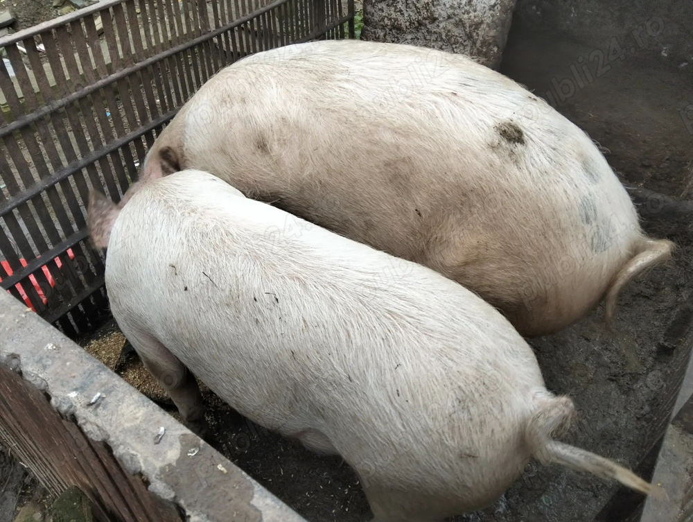 Porci de vanzare 