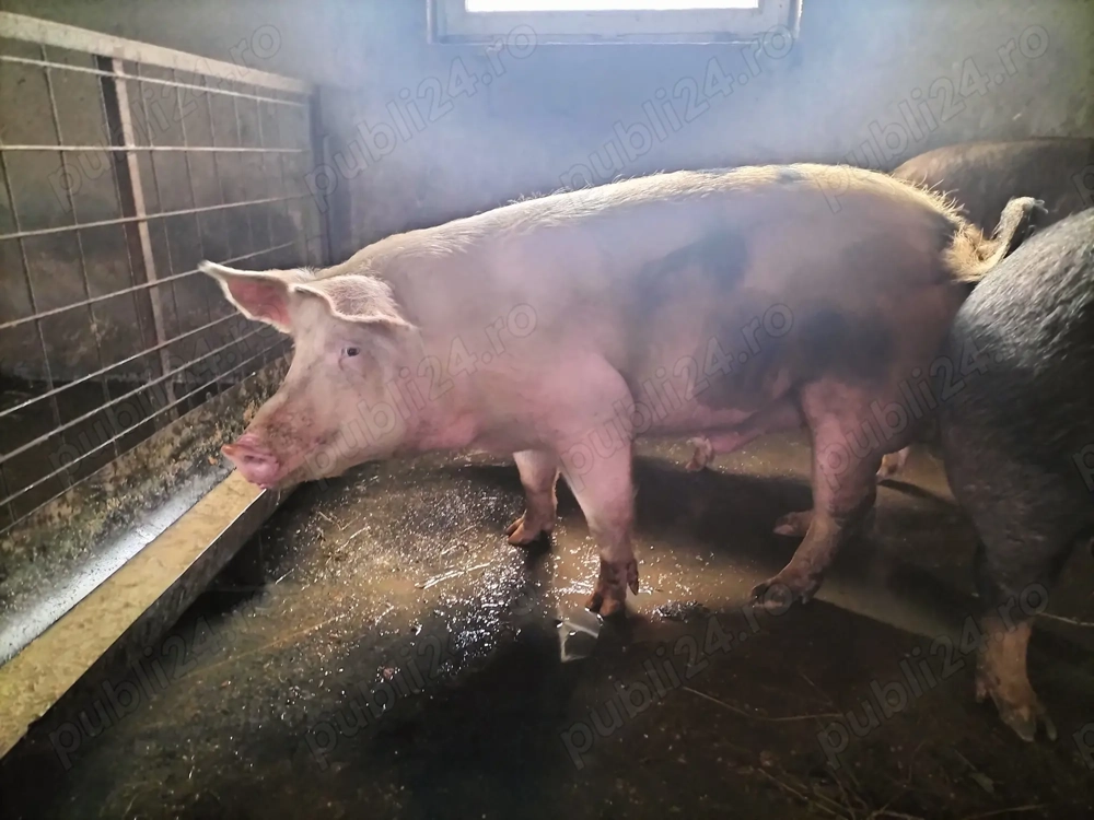 Porc de Carne pentru Crăciun 