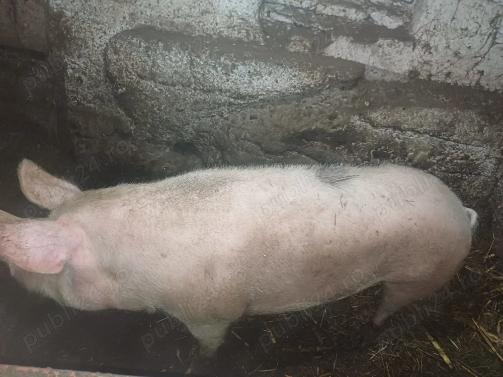 Porc comuna General Berthelot 