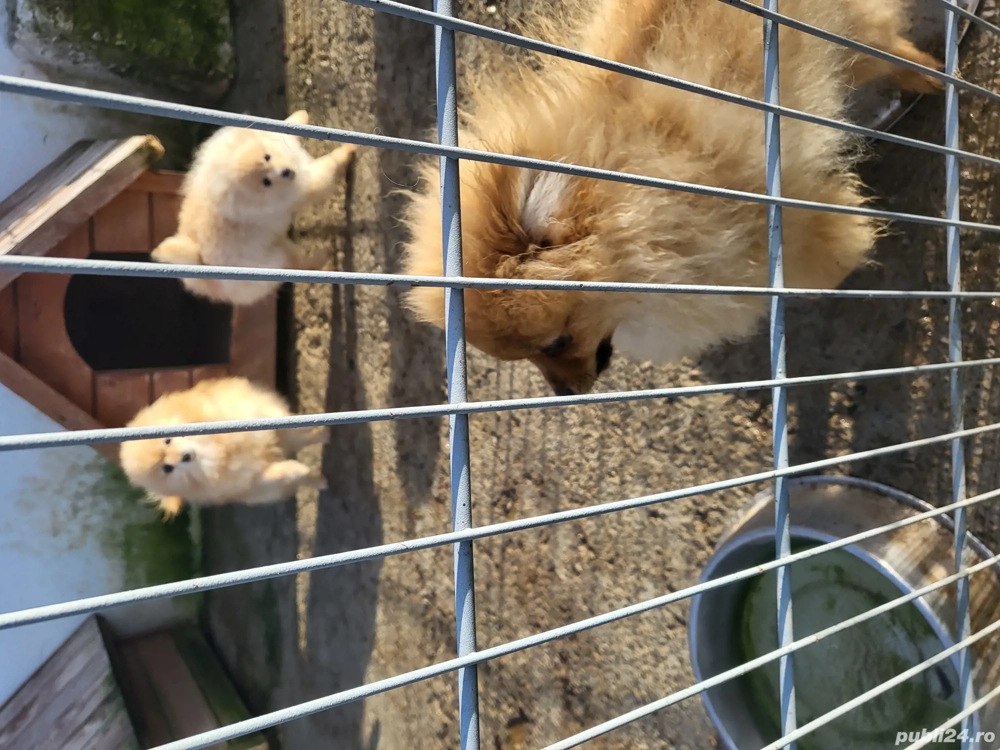 Catei pomerania cu pedigree 