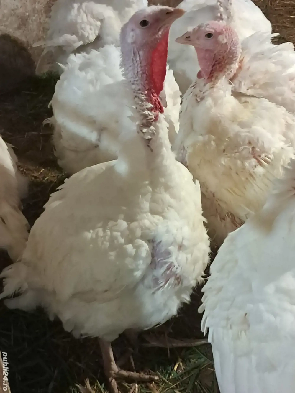  curcani de carne albi.