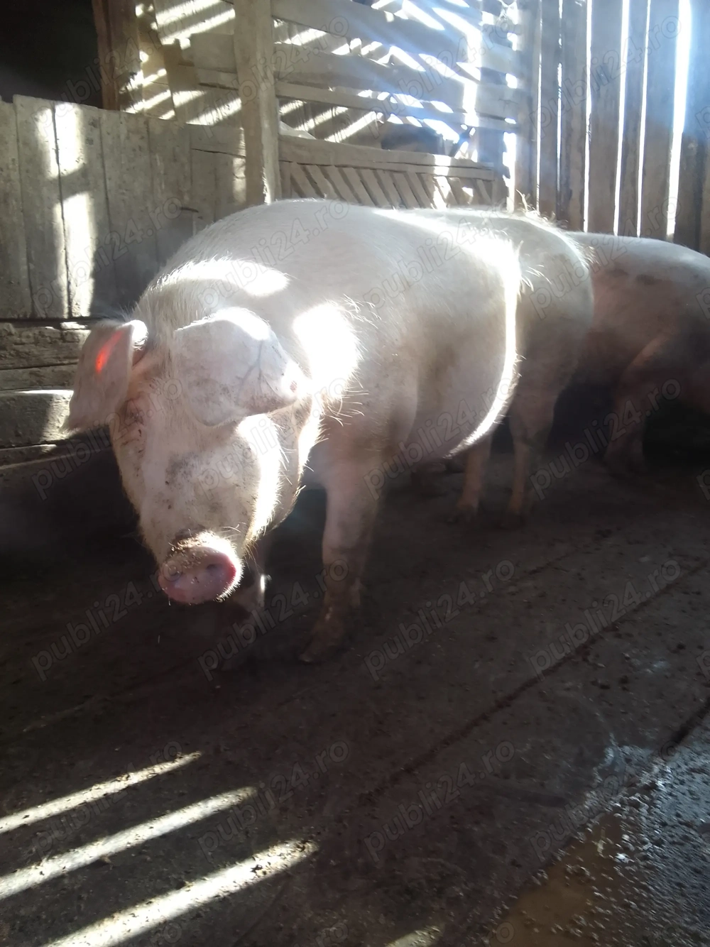 De vânzare , unul s-a dat! Detalii la telefon