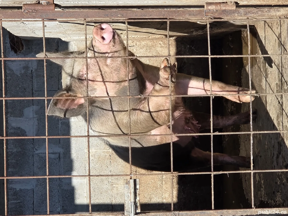 vand purcea, porc si grasuni 