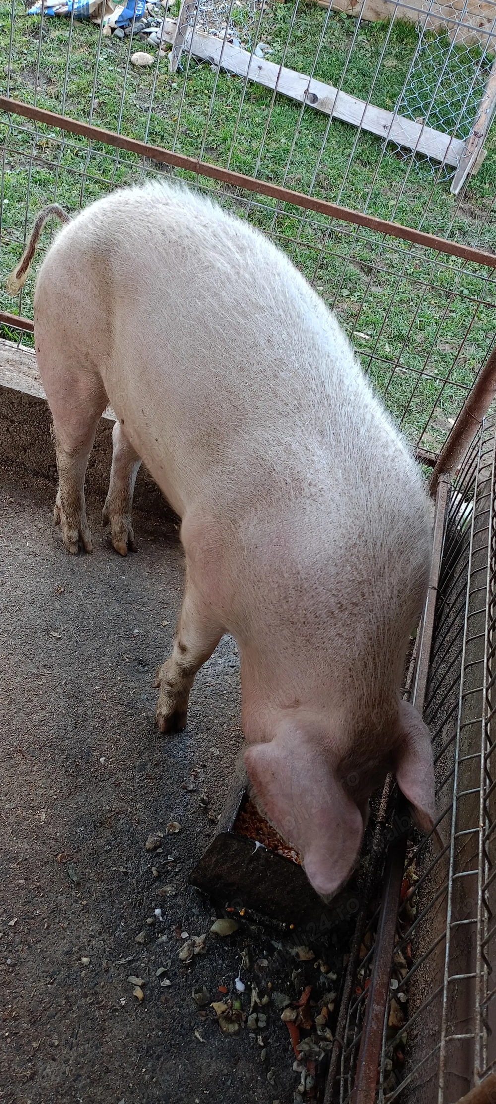 De vanzare porc de carne 120-140kg Comuna vidra județul Alba 