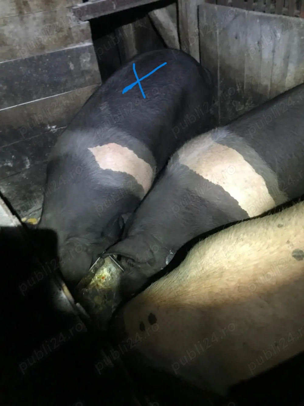 Porc Bazna aprox.180 kg - pentru Craciun