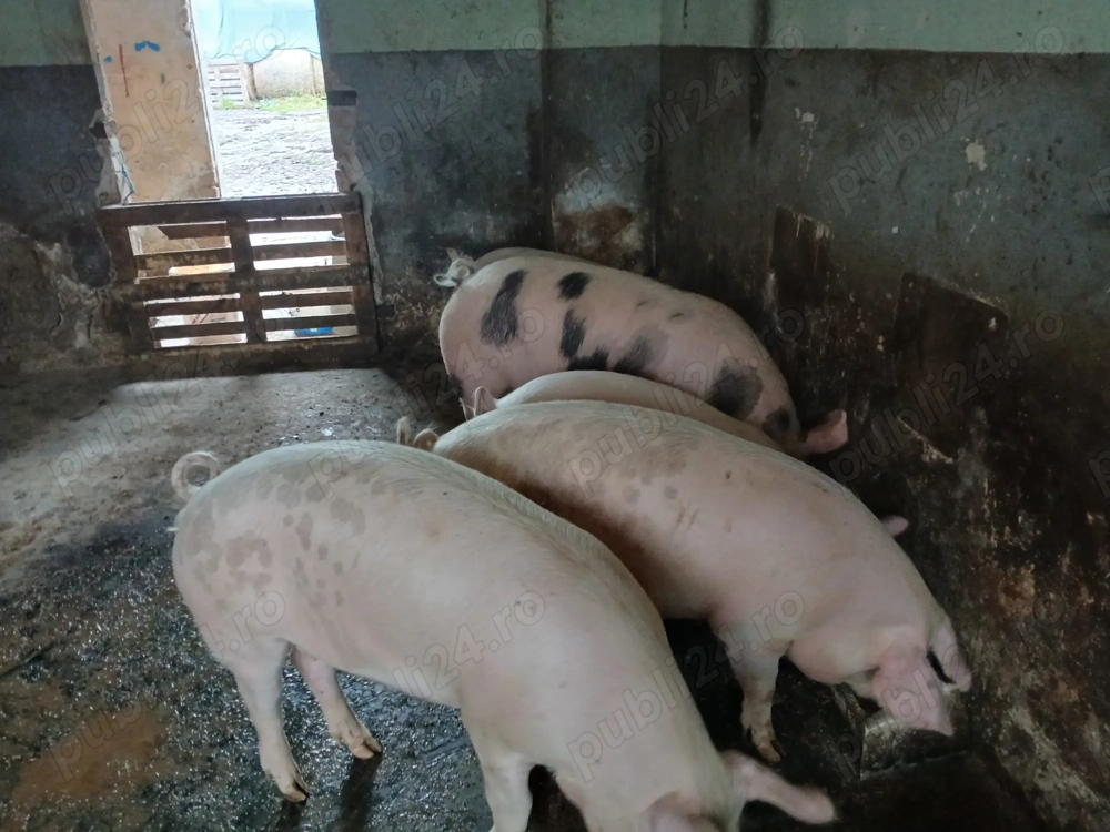 Vând doi porci unu de 100 kg și unu de 150kg 