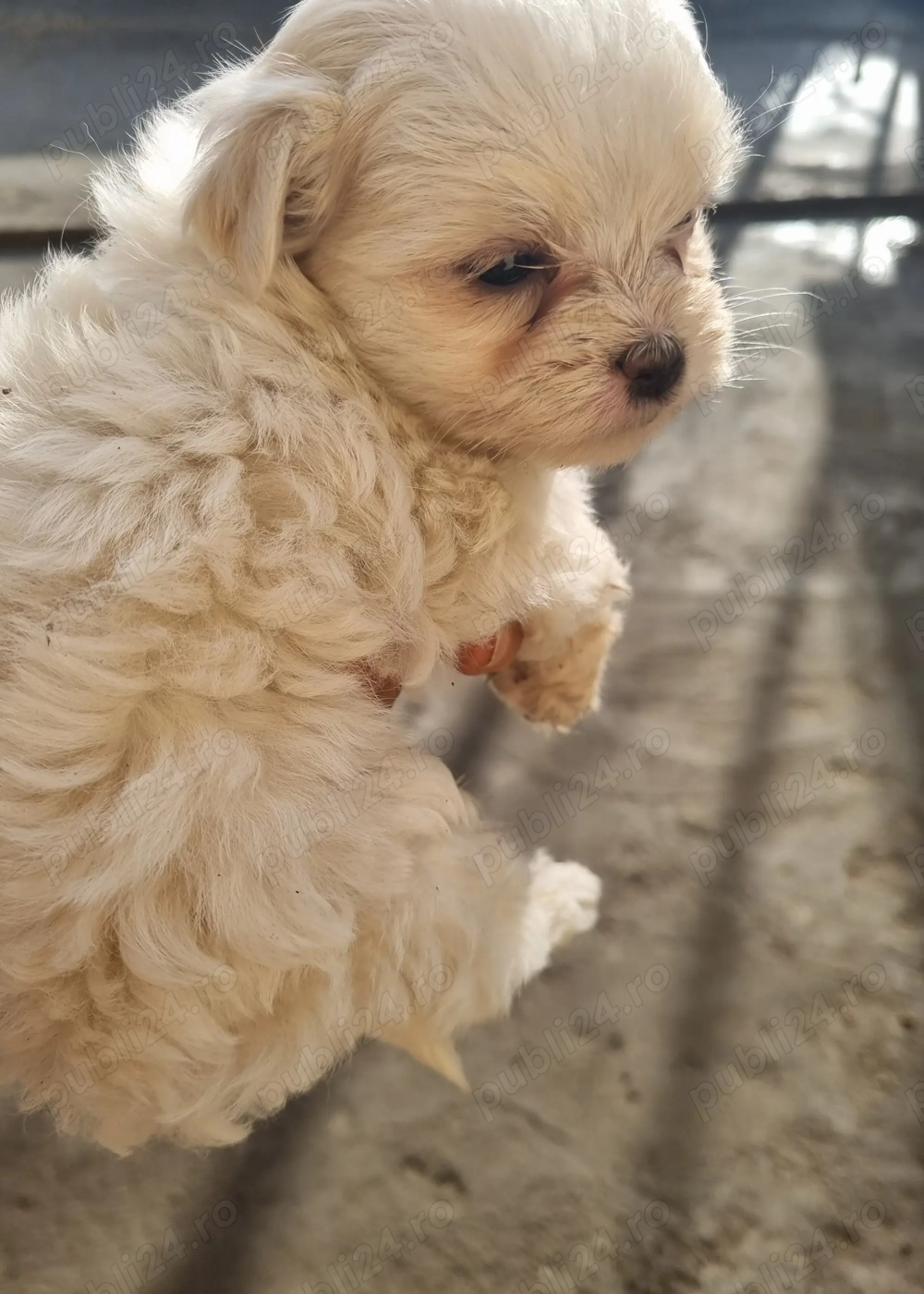 Băiețel Bishon maltez 