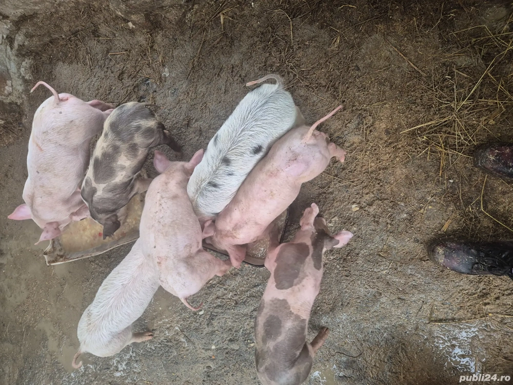 Purcei de vanzare 