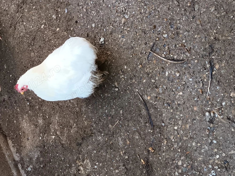 Vand cochinchina pitic