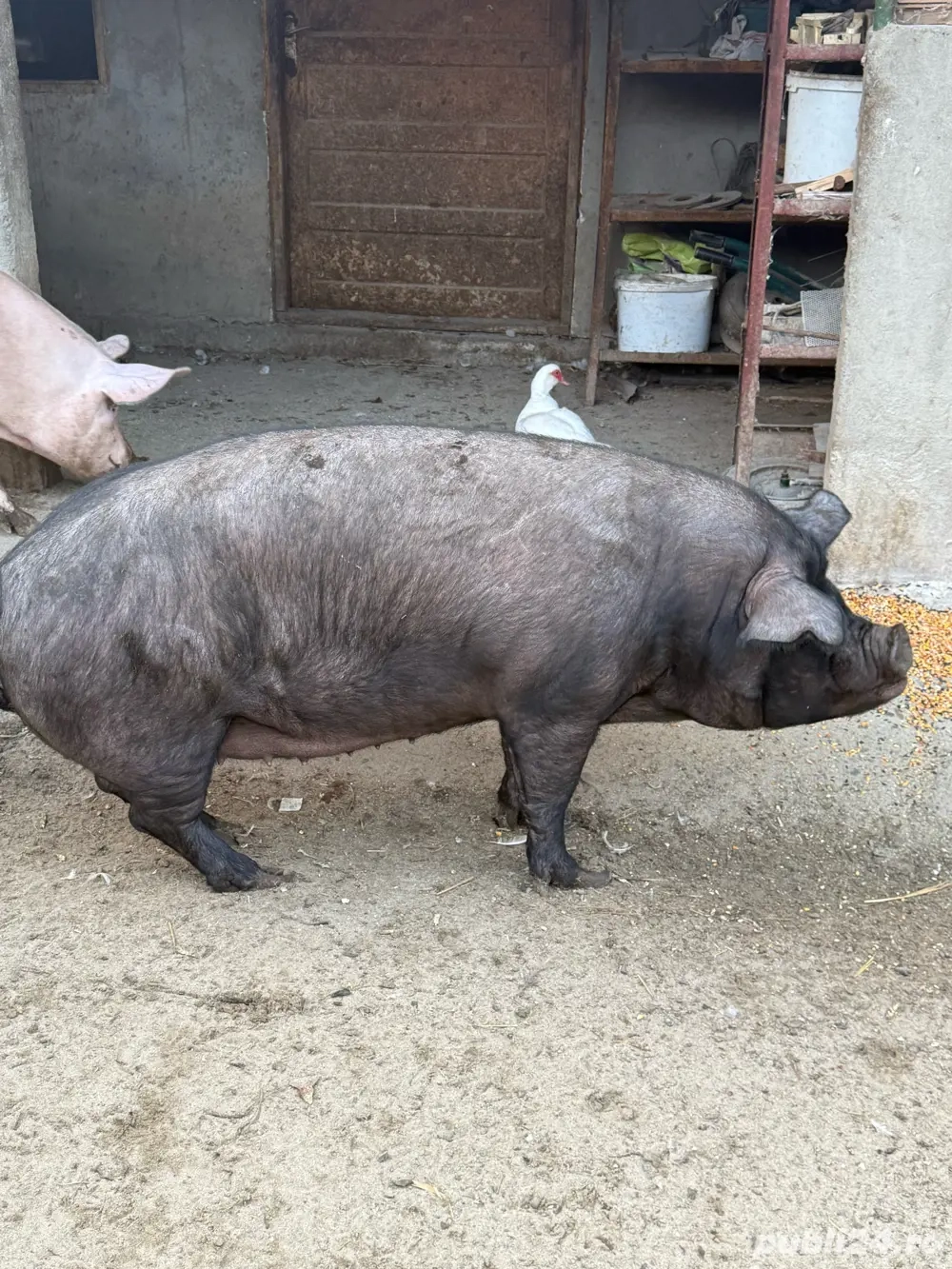 porci de craciun