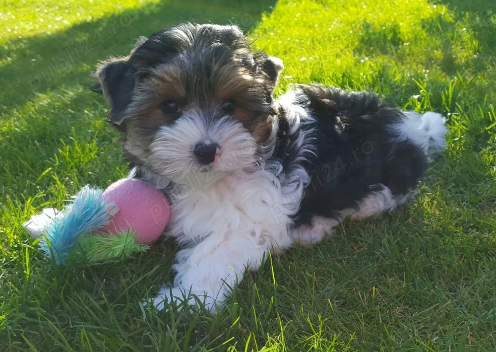 Vând puiuț bichon havanese fetita