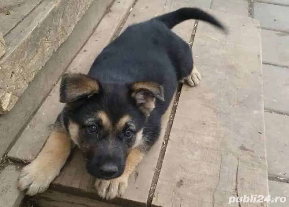 vand caine catea lup 3 luni