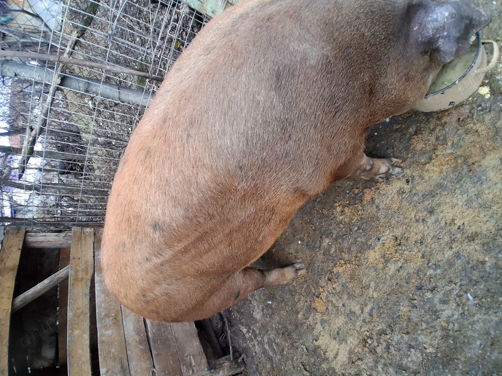 Vnd scroafa Duroc 