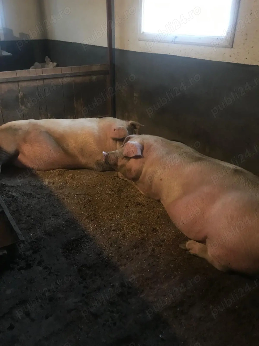 Porc de vânzare 300 kg 