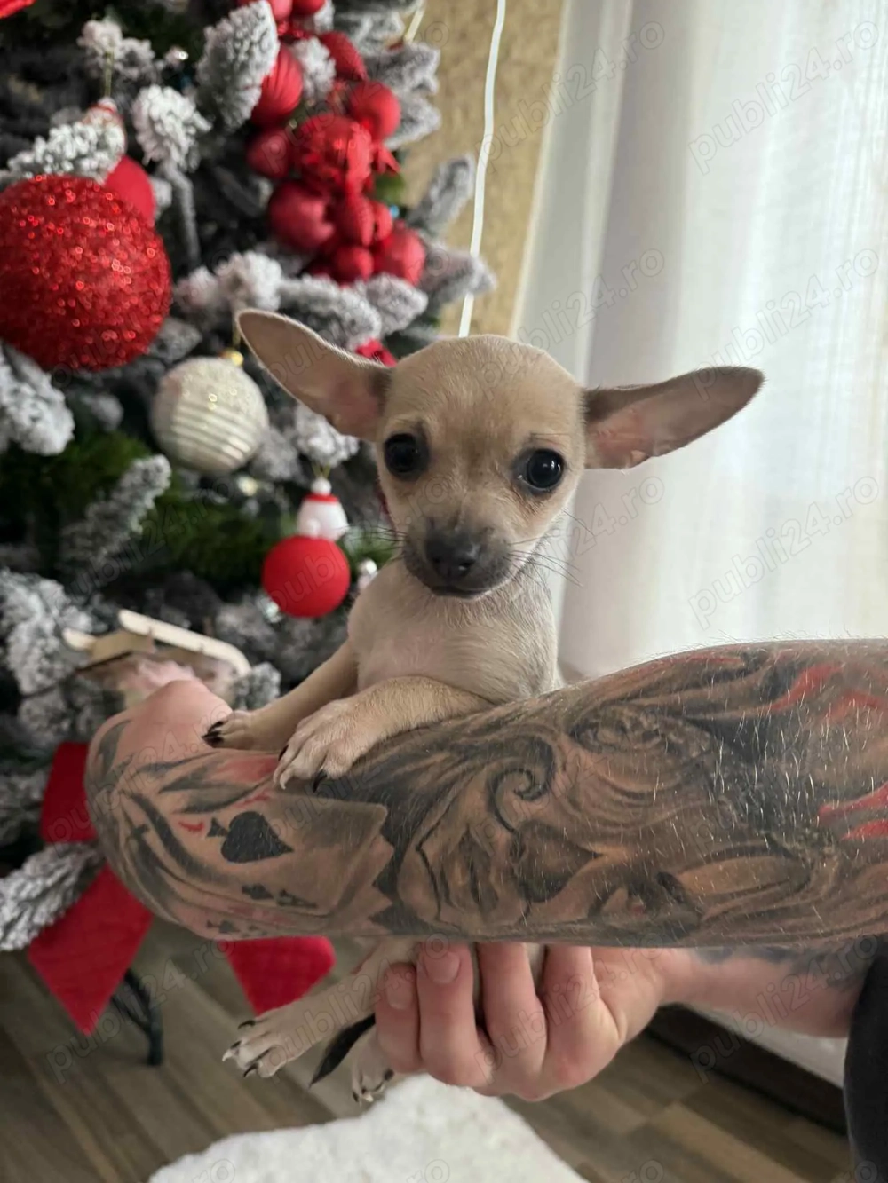 Vând catel chihuahua ! Este fetița !