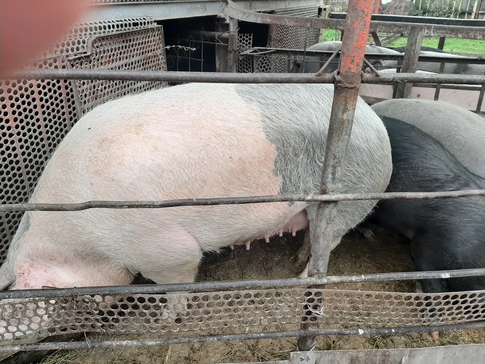 Porci crescuți natural 