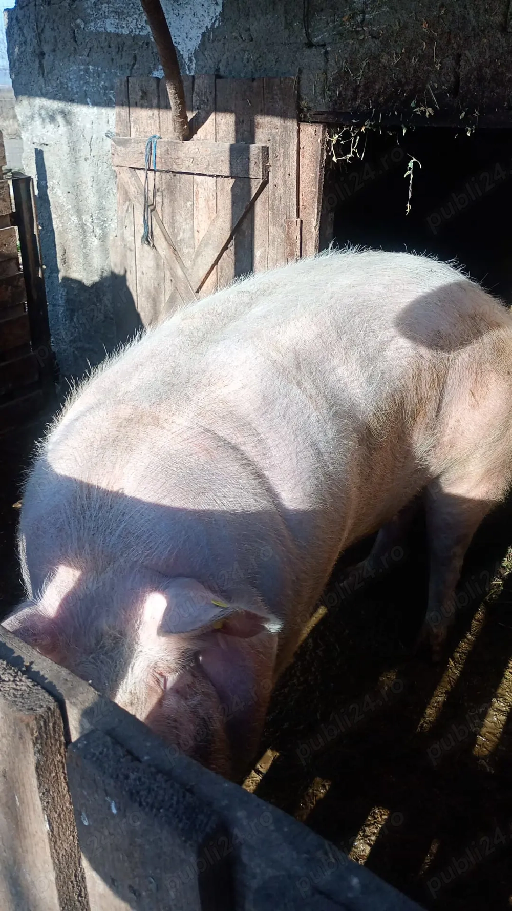 Vand 2 porci (purcele