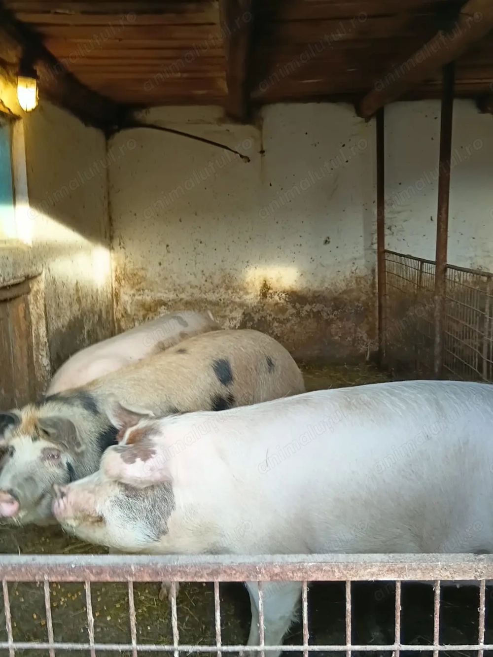 Porci de vânzare 160-180 kg 