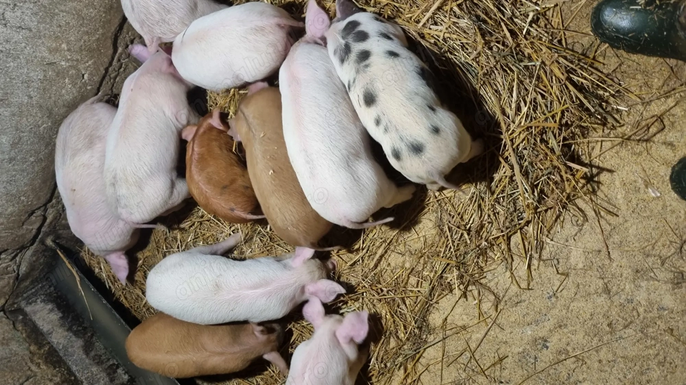 Vând purcei 6 saptamani